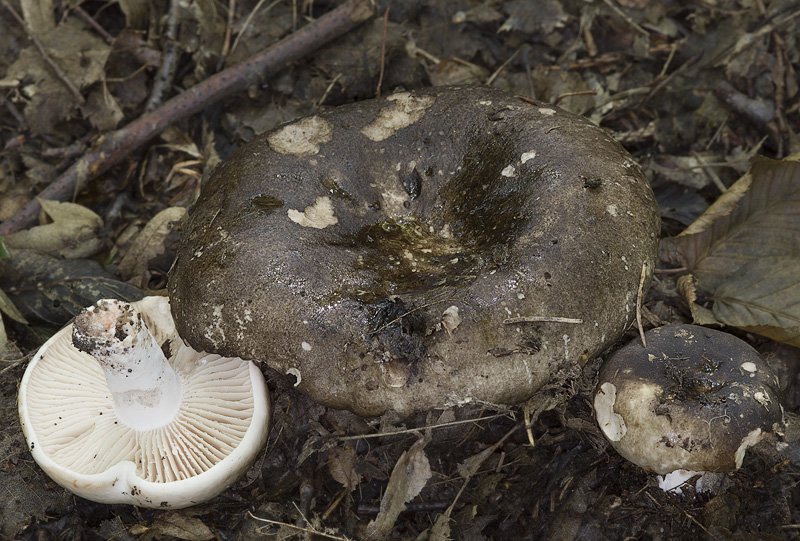 Russula nigricans